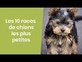 Les 10 races de chiens les plus petites