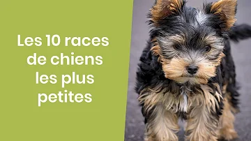 Quel sont les race de chien qui reste petit ?