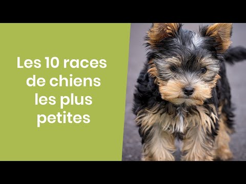 Vidéo: 9 des races de petit chien les plus mignonnes