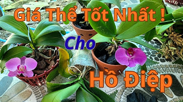 Giá Thể Nào Tốt Nhất Cho Lan Hồ Điệp? What is the best growing medium for Phalaenopsis orchids ?