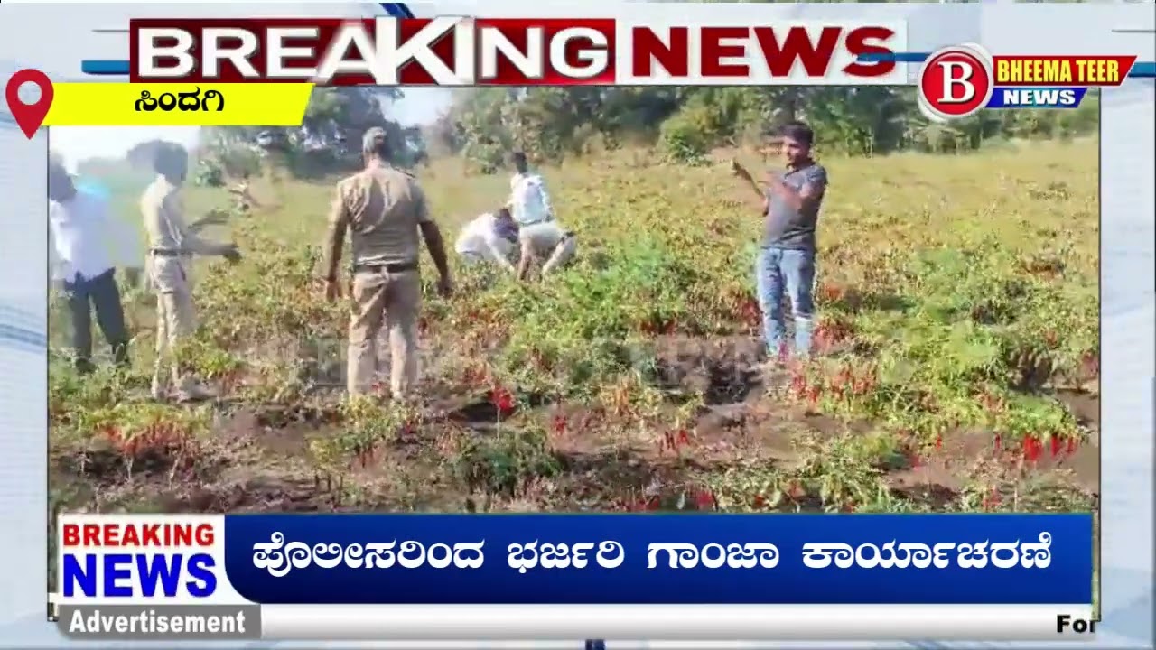 ಪೊಲೀಸರಿಂದ ಭರ್ಜರಿ ಗಾಂಜಾ ಕಾರ್ಯಾಚರಣೆ..! 19-12-2024 Bheema Teer News Karnataka