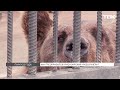 Красноярскому зоопарку «Роев ручей» исполнится 22 года
