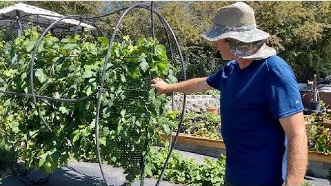 INSTALLING BIRD NETTING/ PROTECTING GRAPES FROM BIRDS