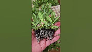 Cây giống hoa cát tường #hoacattuong #caygionghoacattuong #lisianthus #eustoma