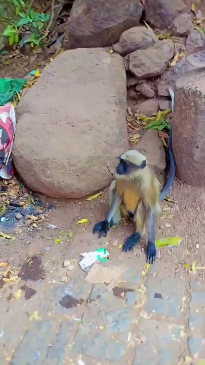 bandaron ka Tamasha #subscribe #like