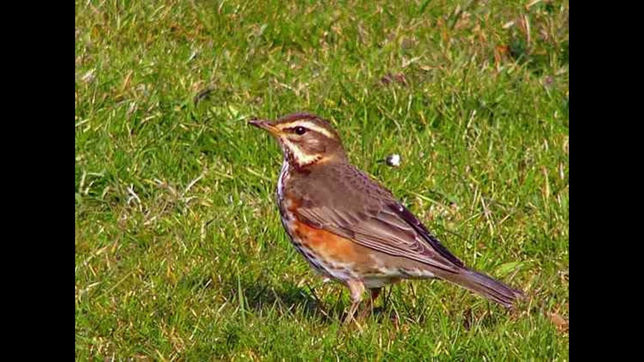 Redwing Bird Call