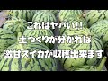 甘いスイカを作るにはまずは土づくりから！！甘いすいかを育てるポイントと土づくり【すいかの育て方】【有機】【農家の家庭菜園】
