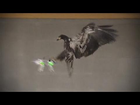Using Birds of Prey to Take Down Drones