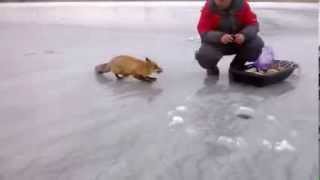 Лиса пришла к рыбакам покушать / fox want some snack