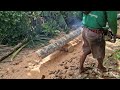 Giant Tree Trunk Destroyed By Powerful Chainsaw!