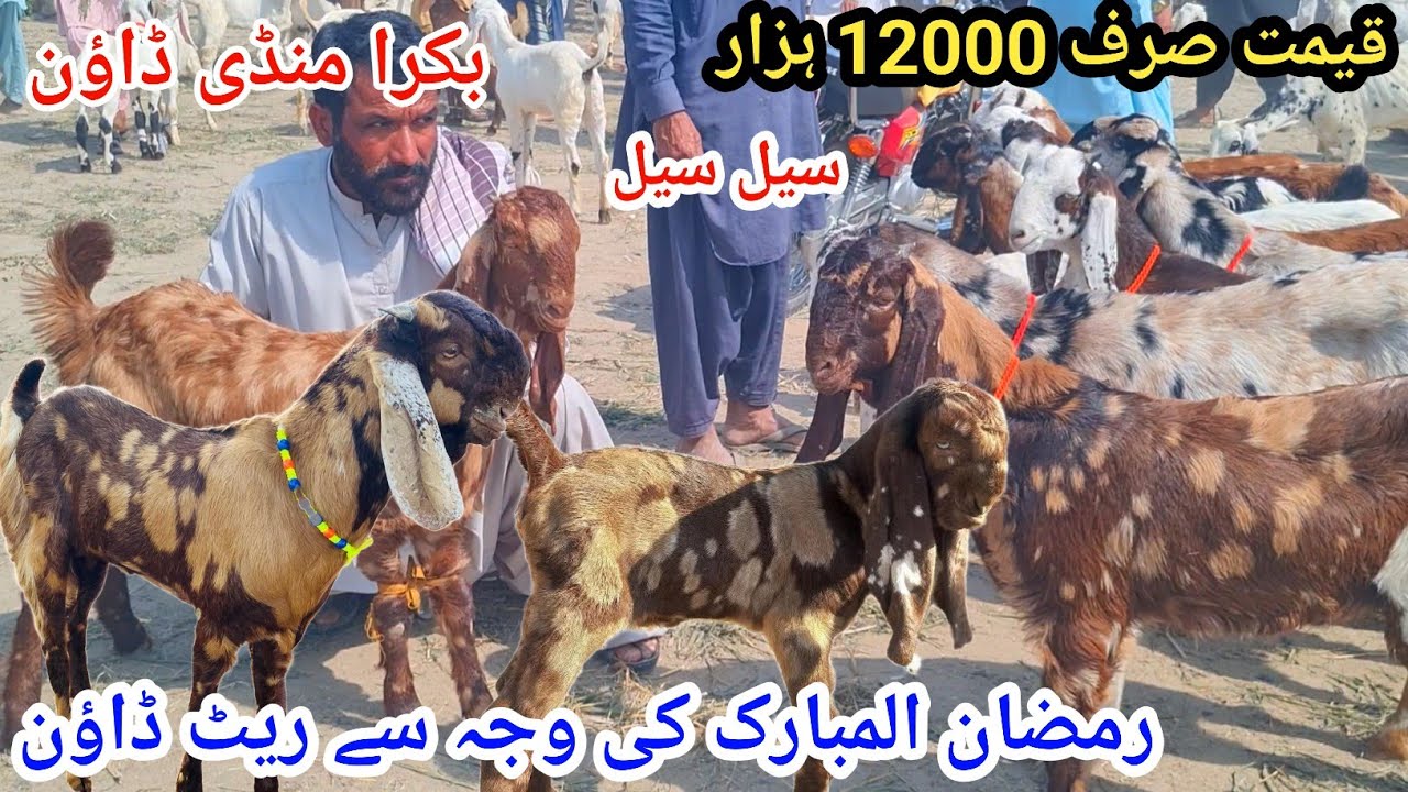 4 March 2026علی گوٹ فارم بکرا منڈی ڈیرہ غازی خان رمضان المبارک کی وجہ سے رائٹ ڈاؤن صرف 12 ہزار 