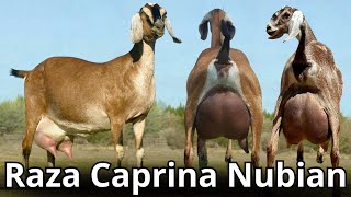 Raza caprina Anglo Nubian: La mejor raza de cabra doble propósito del mundo.