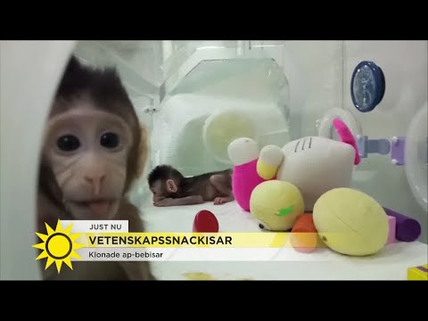 Video: En Ny Mammut Hittades I Yakutia Och Kan Skickas För Kloning - Alternativ Vy