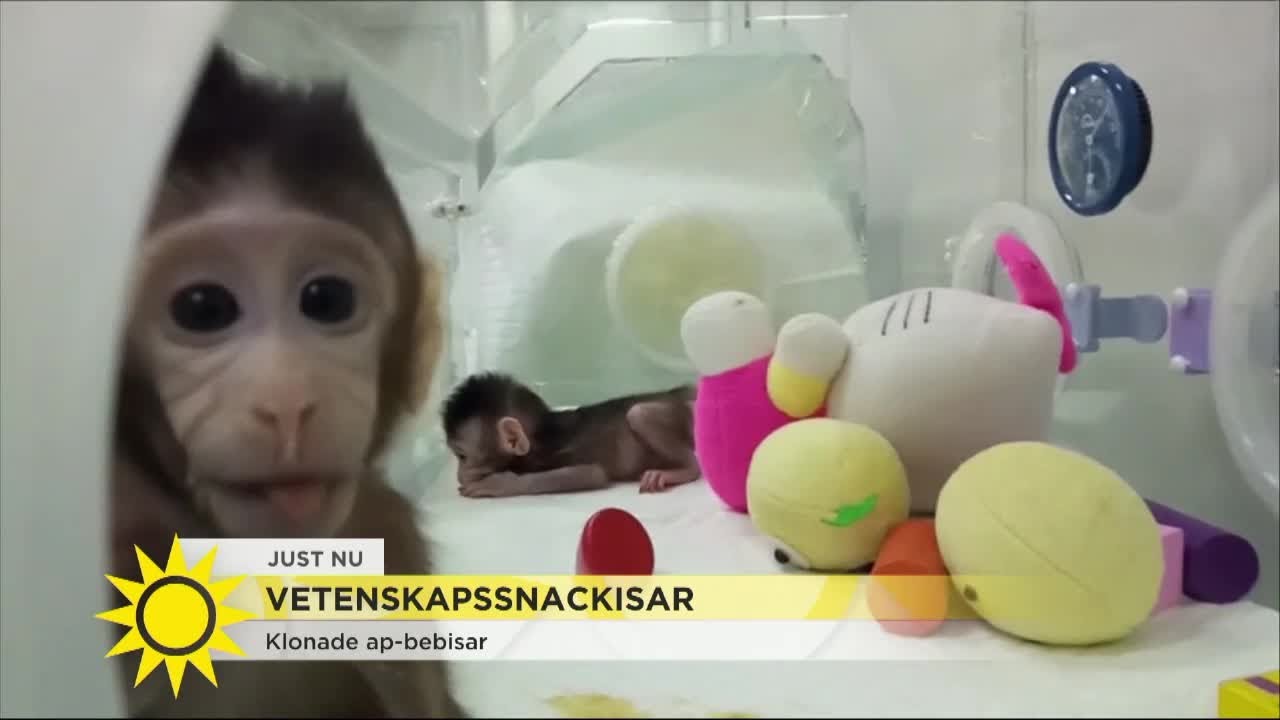 Här är de första klonade ap-bebisarna – 