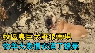 牧區裏巨大野狼再現，牧羊犬表情充滿了擔憂，山上狼追著羊群被狗們抓住！