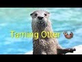 Taming Otter 🦦 cutie 