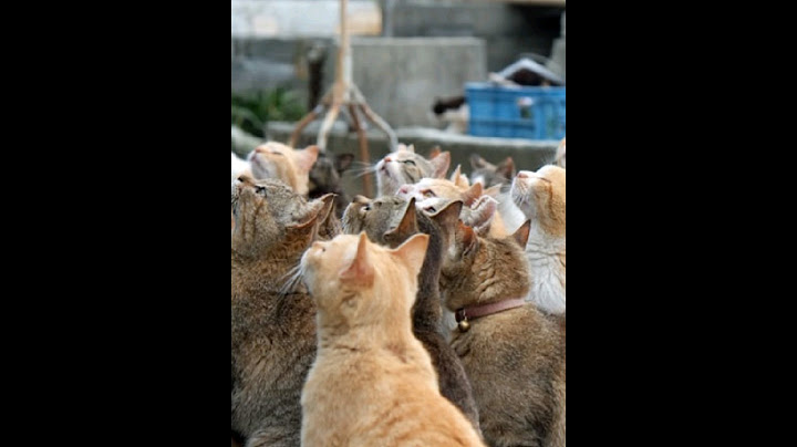 La Isla de Los Gatos #gatos #michis #cat #suscribete