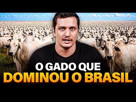 POR QUE 80% DO GADO BRASILEIRO É NELORE?