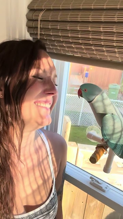 What Happened Chicken? #parrot #kiwi