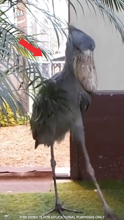 Burung ini suaranya serem banget #burung #celanapendek