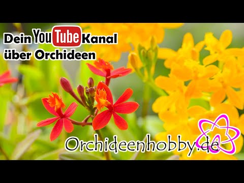Video: Information om Cattleya Orchid - Sådan dyrkes Cattleya Orchid