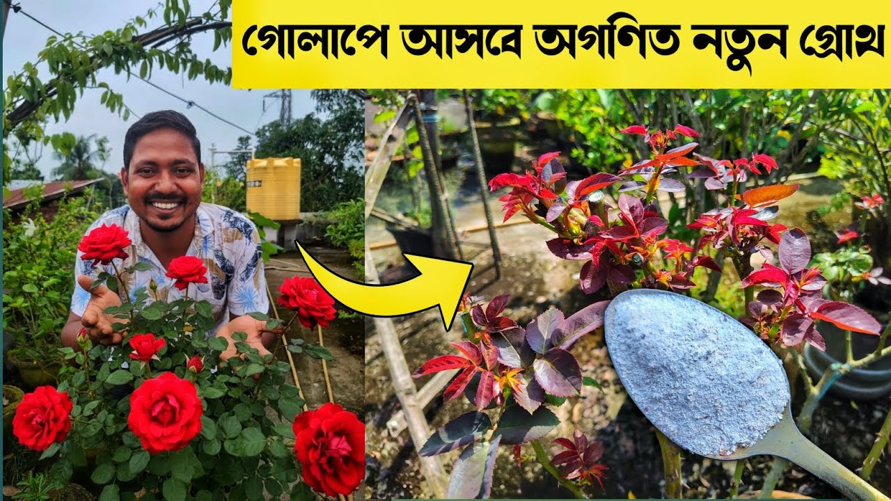 গোলাপে অফুরন্ত বৃদ্ধি. Rose plant care.Rose plant growing tips.How to get maximum growth on rose.