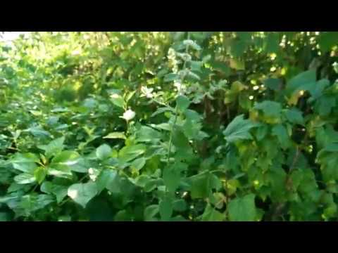 мята как цветет фото