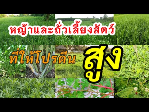 วีดีโอ: Chufa - หญ้ากับถั่ว