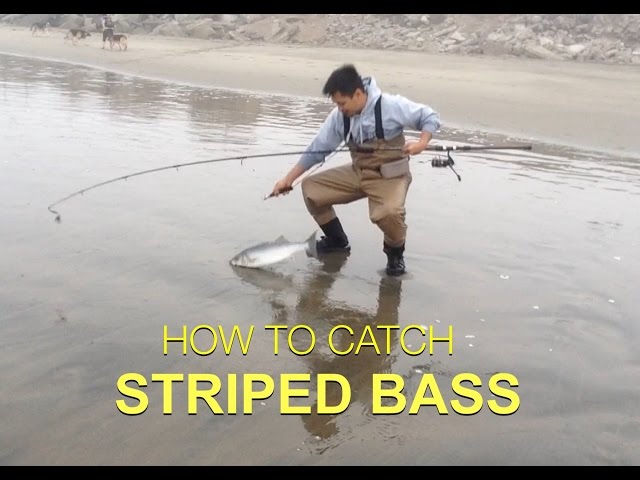 TIPS ON HOW TO CATCH STRIPED BASS - Surf Fishing 