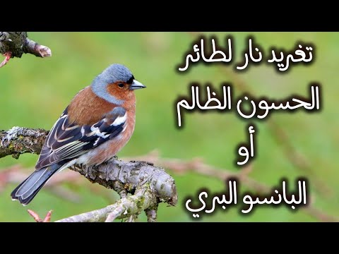 صوت جميل لطائر البانسو أو الحسون الظالم