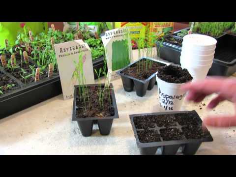 Video: Asparagus: Grown From Seed