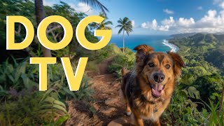 DOG TV For Dogs To Watch: 20 Hours Beach Virtual Hike☀️| With Relaxing Music! by Dog Music Dreams 17,533 views 1 month ago 20 hours