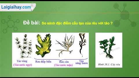 So sánh cấu tạo của rêu với tảo năm 2024