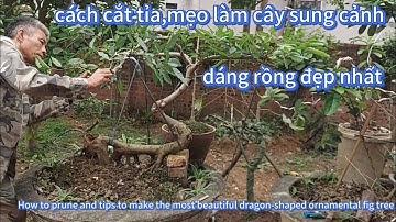 cách cắt tỉa,mẹo làm cây sung cảnh dáng rồng đẹp nhất
