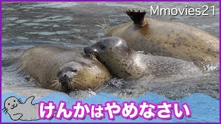 ゴマフアザラシ あずきとギンの喧嘩を仲裁するエフ  Spotted Seal
