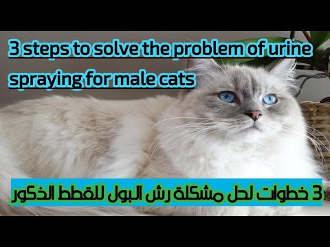 فيديو: كيفية منع القط من الرش في المنزل