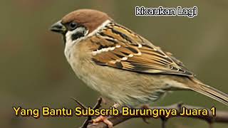 Download Lagu Siap Siap Di Lirik Juri !! Suara Kasaran Burung Gereja Tarung MP3 Download Lagu Siap Siap Di Lirik Juri !! Suara Kasaran Burung Gereja Tarung MP3