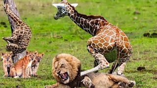 Lion Hunting Fail - Giraffe Mother Save Baby From Lion - Lion Elenphant, Hyena