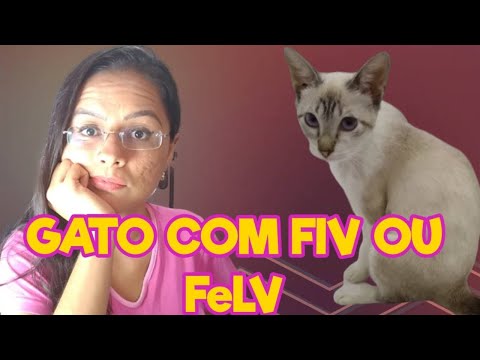 Vídeo: Meu gato testou positivo de FIV! O que devo fazer?