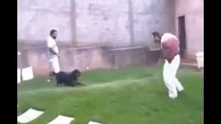 Training the rottweiler - Alrincon.com
