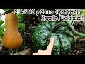 Como y CUANDO Cosechar Zapallo, Calabaza, Anco, Kabutiá, Criollo, Ayote!