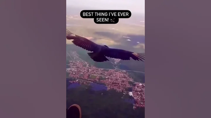 Incredible Moment Bird Lands on Paraglider - Amazing Video Footage!