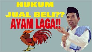 hukum jual beli ayam laga dan sabung ayam