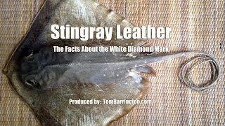 Stingray Leather - the Facts About the White Diamond screenshot 3