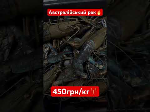Для замовлення звʼяжіться з менеджером у вайбері+380970070368 #раки #доставкараків #живіраки
