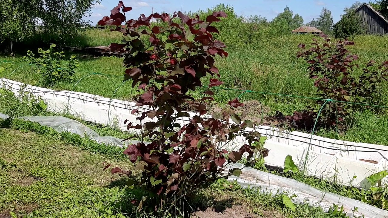 Плодоношение сорта Академик Яблоков