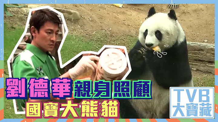 TVB大宝藏｜刘德华｜亲身照顾国宝大熊猫 - 天天要闻