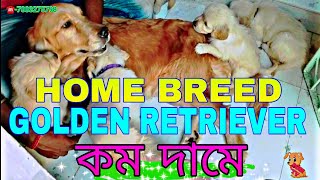 pure home breed golden retriever dog puppy sale in Kolkata West Bengal | low price home breed dog by pom Tv Love dog & (vlog) 114 views 1 month ago 55 seconds