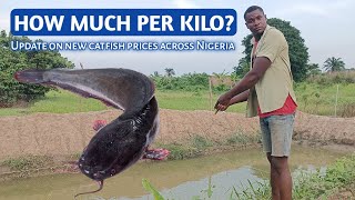 Updates!! LATEST PRICE of standard TABLE SIZE catfish in in Nigeria by AniBusiness 2,083 views 5 months ago 9 minutes, 41 seconds