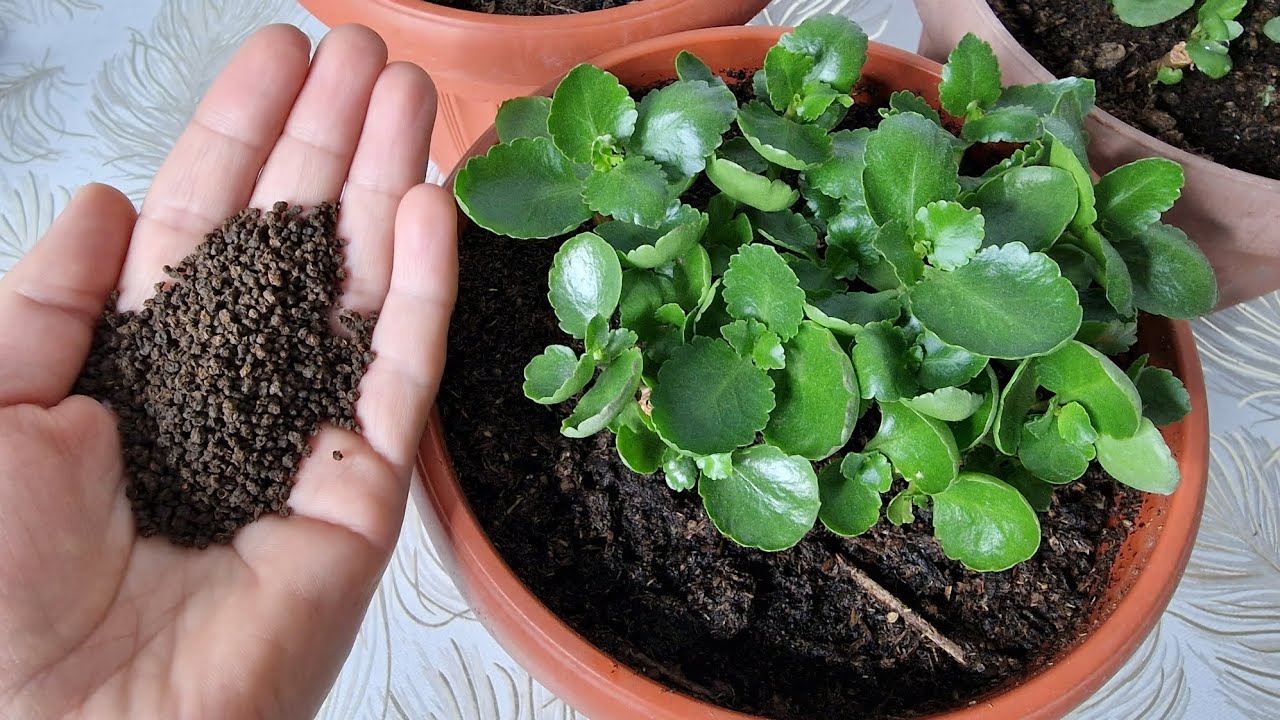 Çiçekleri ÇILGINCA COŞTURAN😉 Bir Bardak VERİN açmayan çiçekleriniz kalmasın